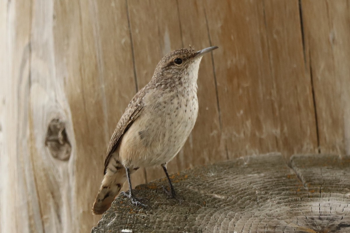 Rock Wren - ML642186871