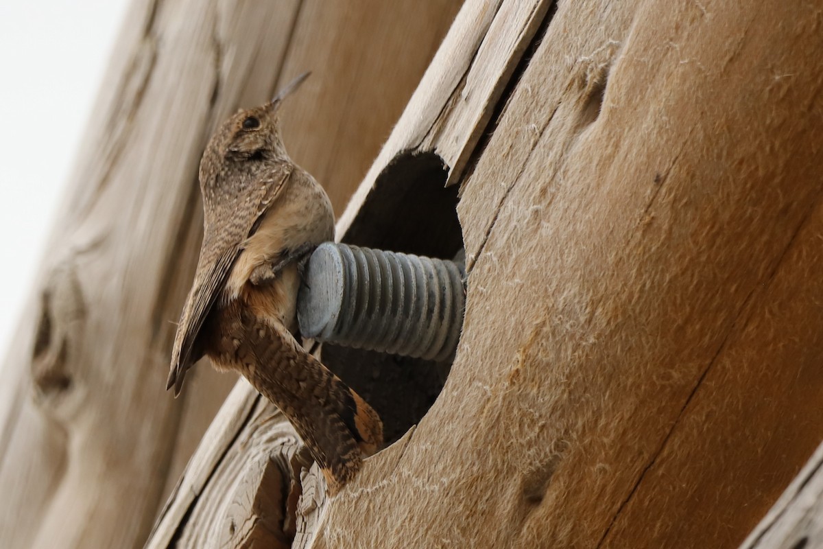 Rock Wren - ML642186872