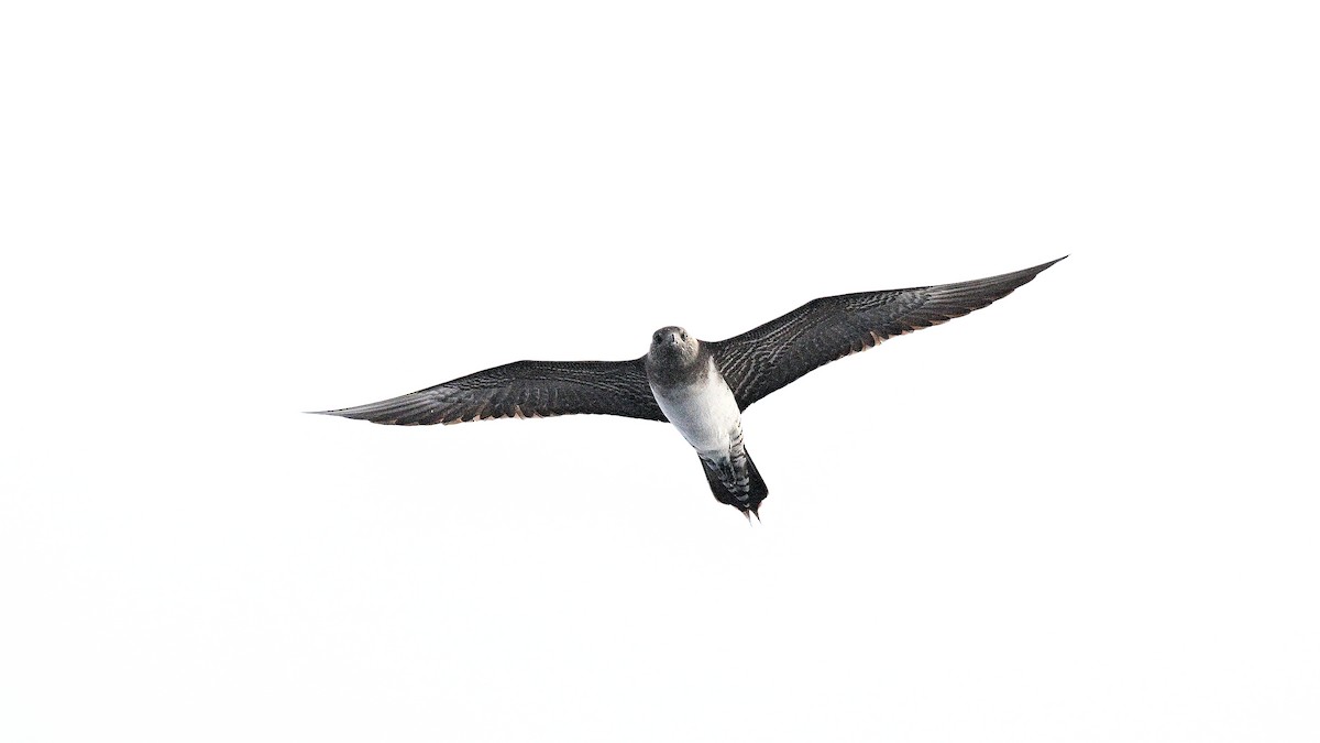 Long-tailed Jaeger - ML642186914