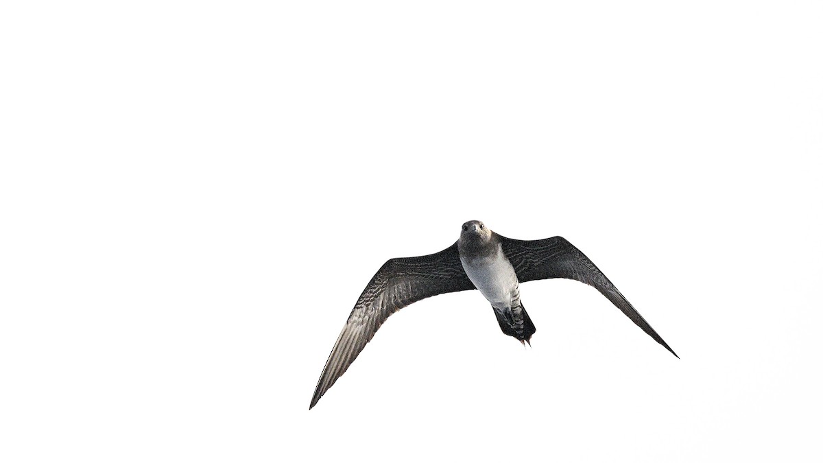 Long-tailed Jaeger - ML642186917