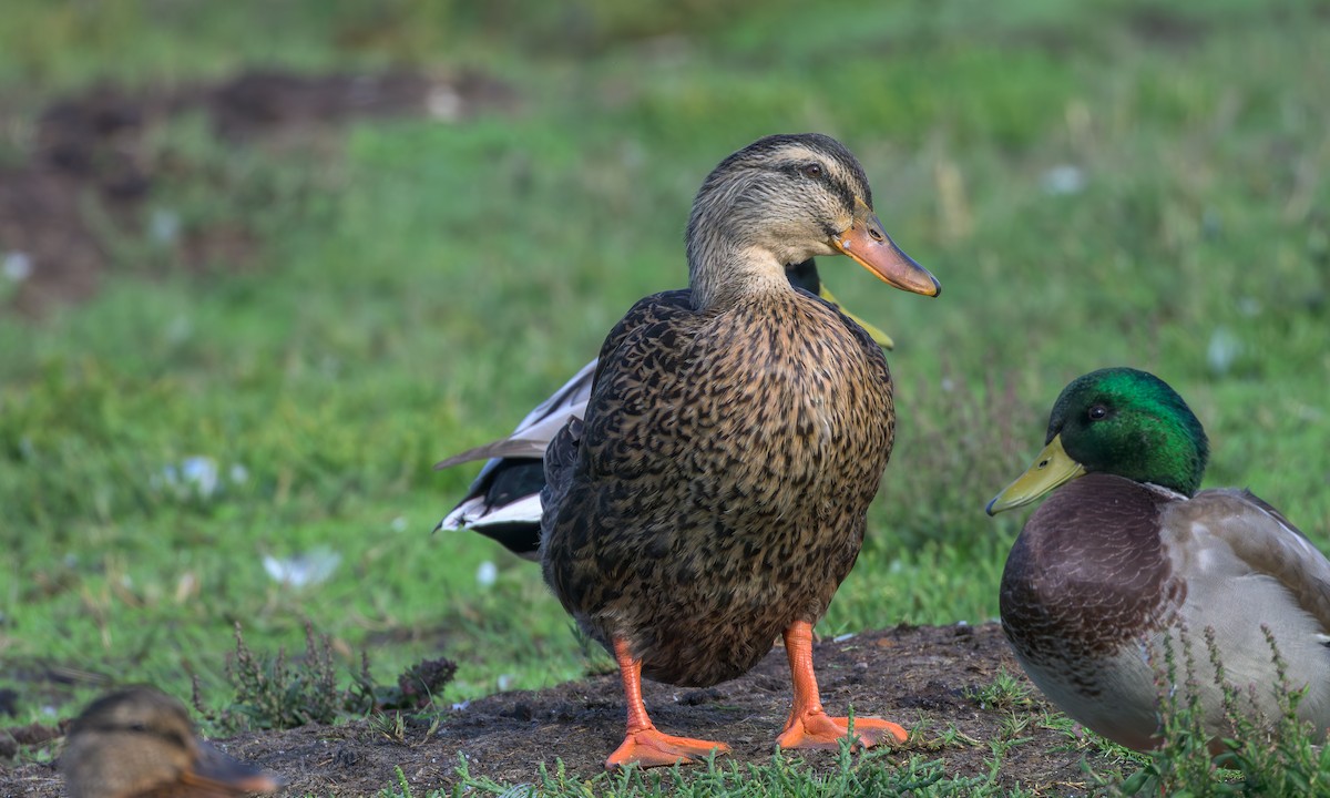 Mallard - ML642186931
