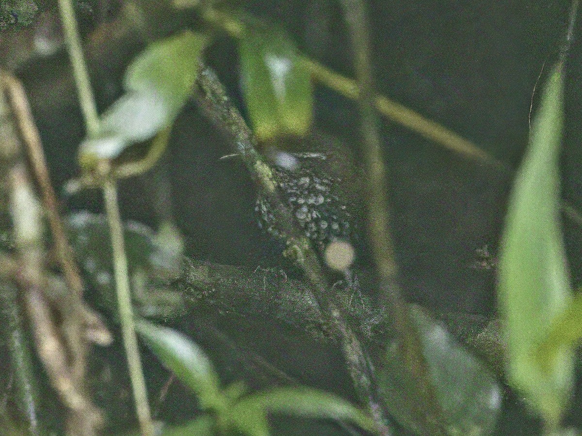 Sharp-tailed Streamcreeper - ML642186950