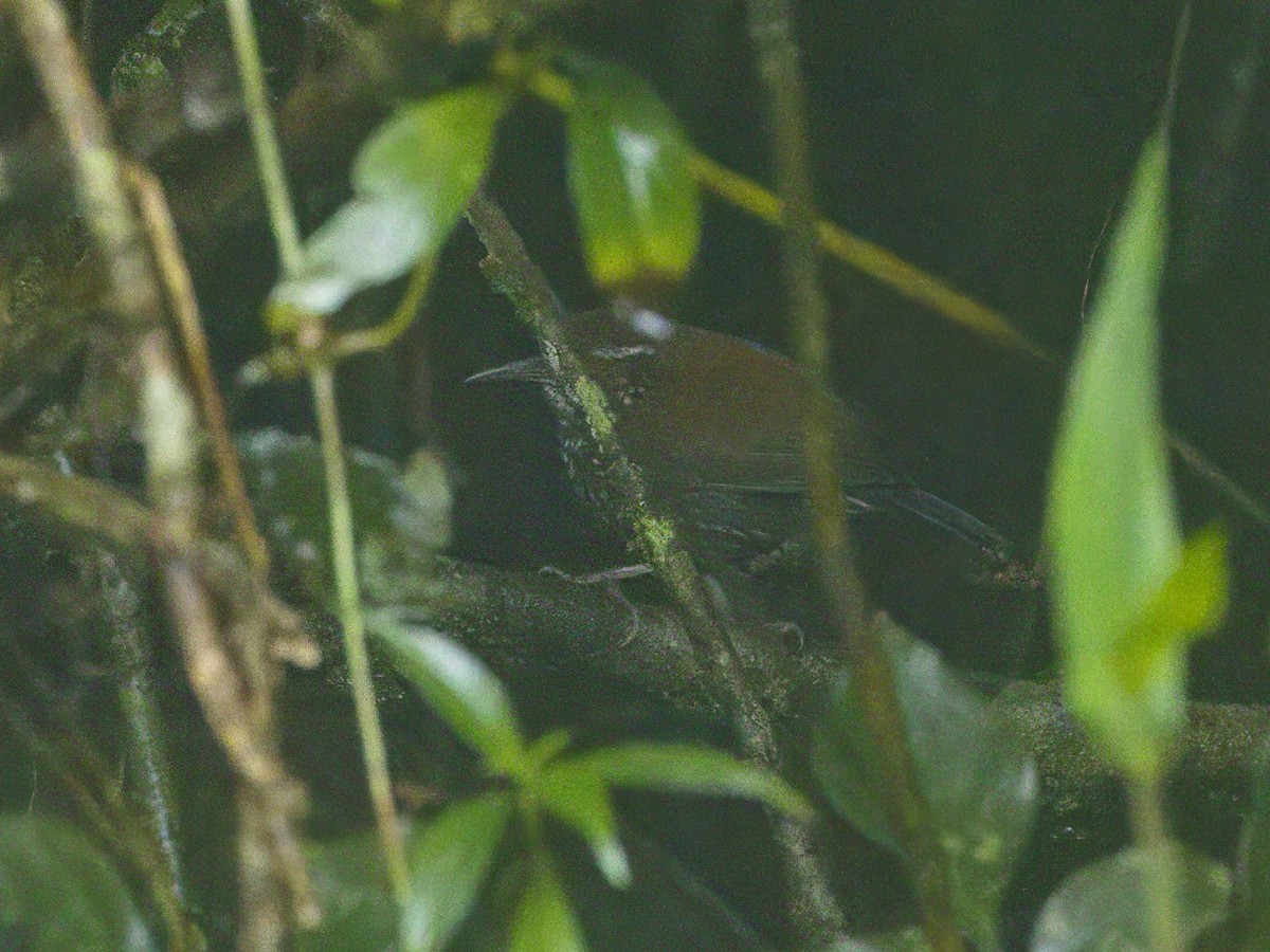 Sharp-tailed Streamcreeper - ML642186951