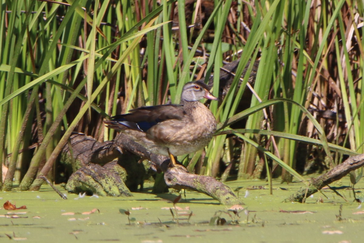 Canard branchu - ML642186989