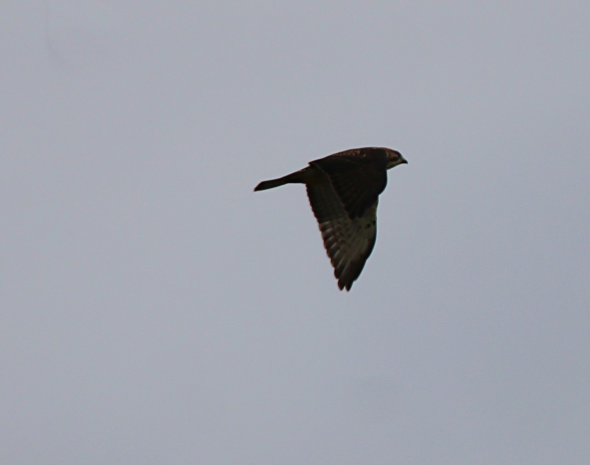 Broad-winged Hawk - ML642186998