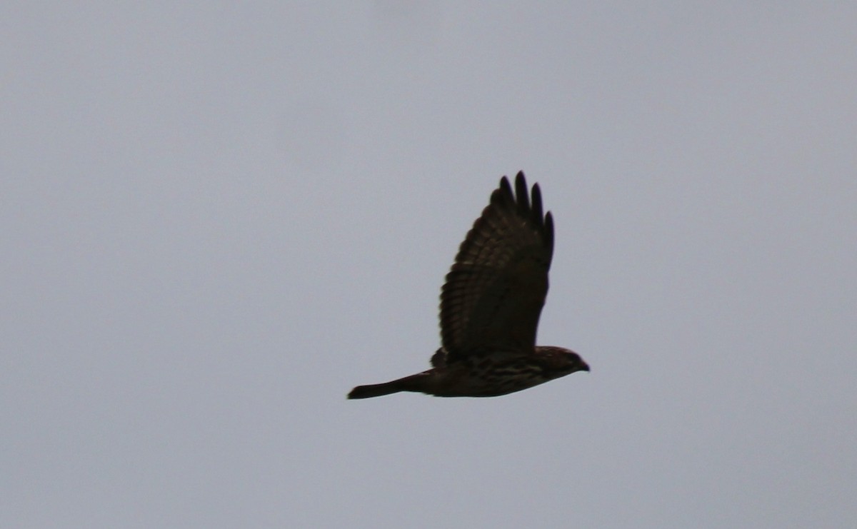 Broad-winged Hawk - ML642187006