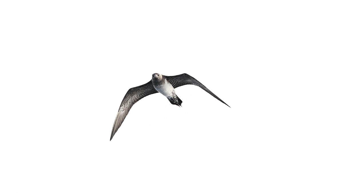 Long-tailed Jaeger - ML642187007