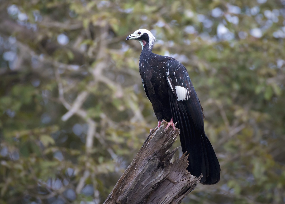 White-throated Piping-Guan - Lucas Klassmann