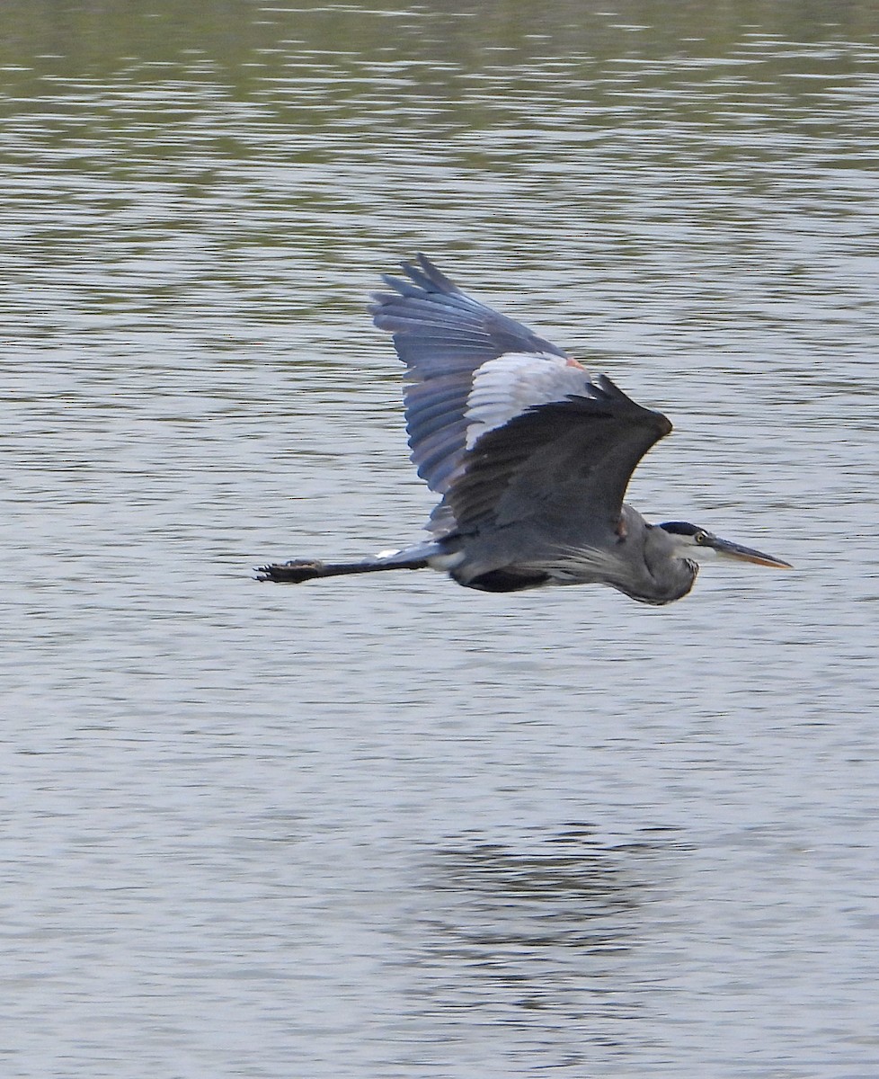 Great Blue Heron - ML642187017