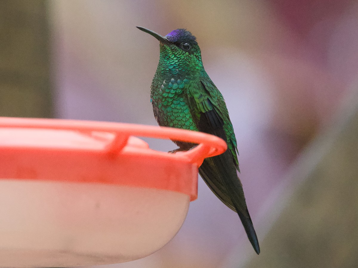 Violet-capped Woodnymph - ML642187087