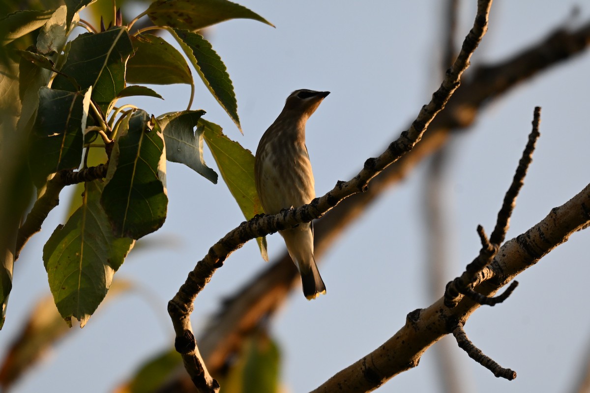 Cedar Waxwing - ML642187137
