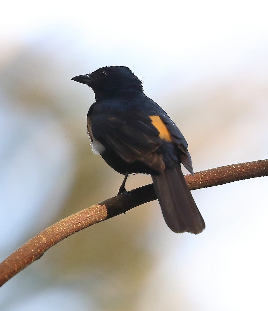 Fulvous-crested Tanager - ML642187148