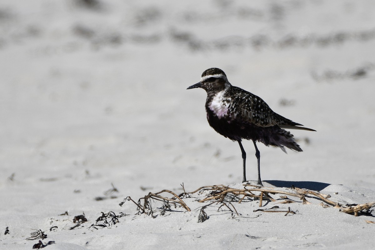 American Golden-Plover - ML642187155