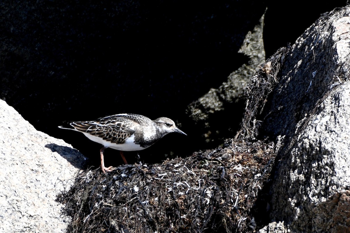Ruddy Turnstone - ML642187170