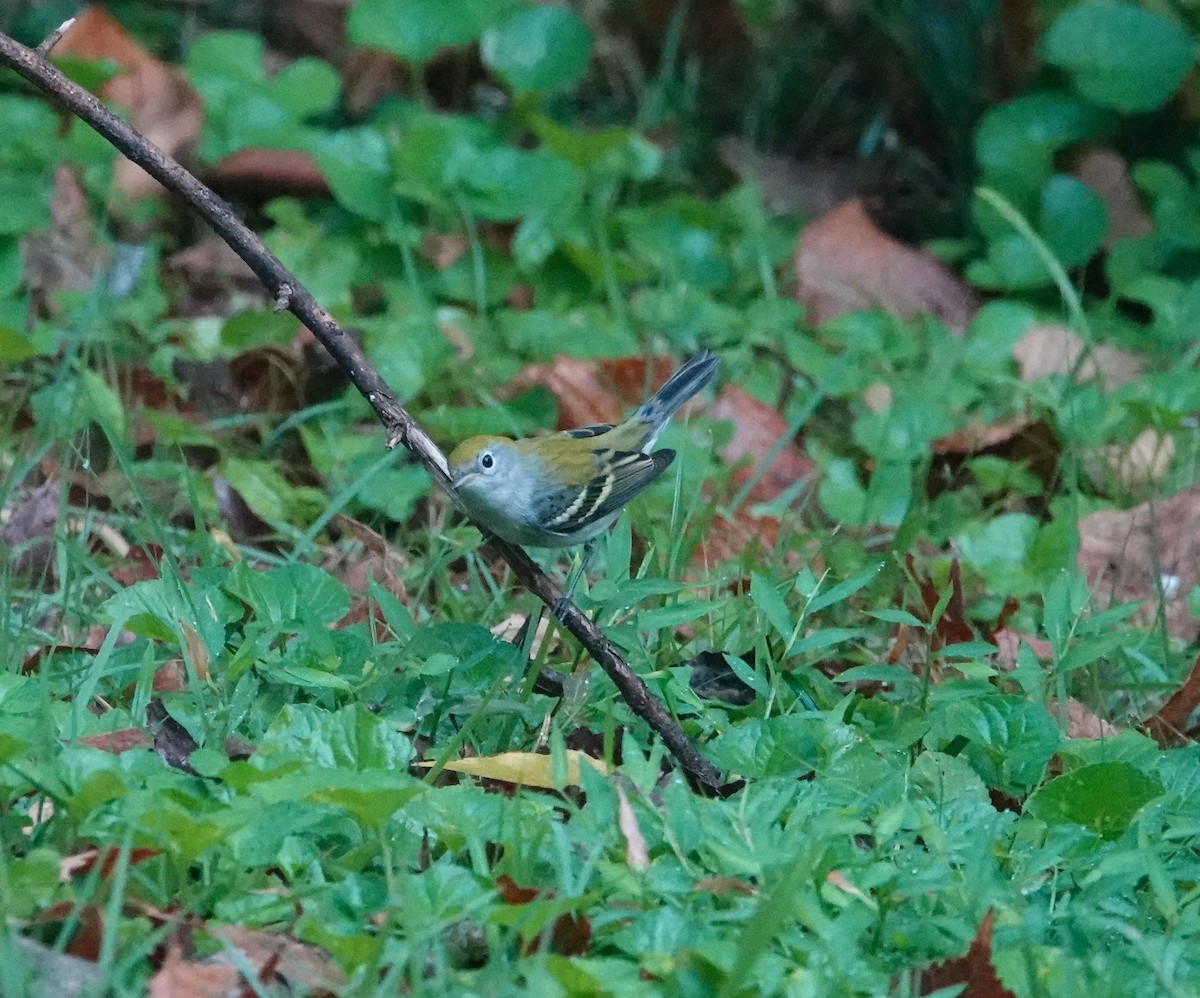Chestnut-sided Warbler - ML642187177