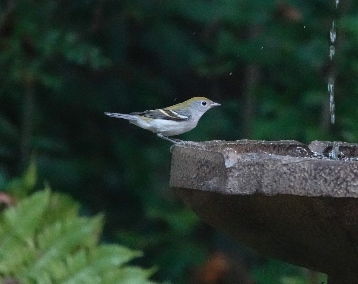 Chestnut-sided Warbler - ML642187179