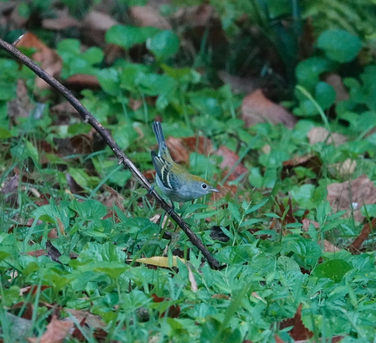 Chestnut-sided Warbler - ML642187180