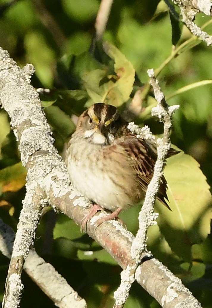 White-throated Sparrow - ML642187181