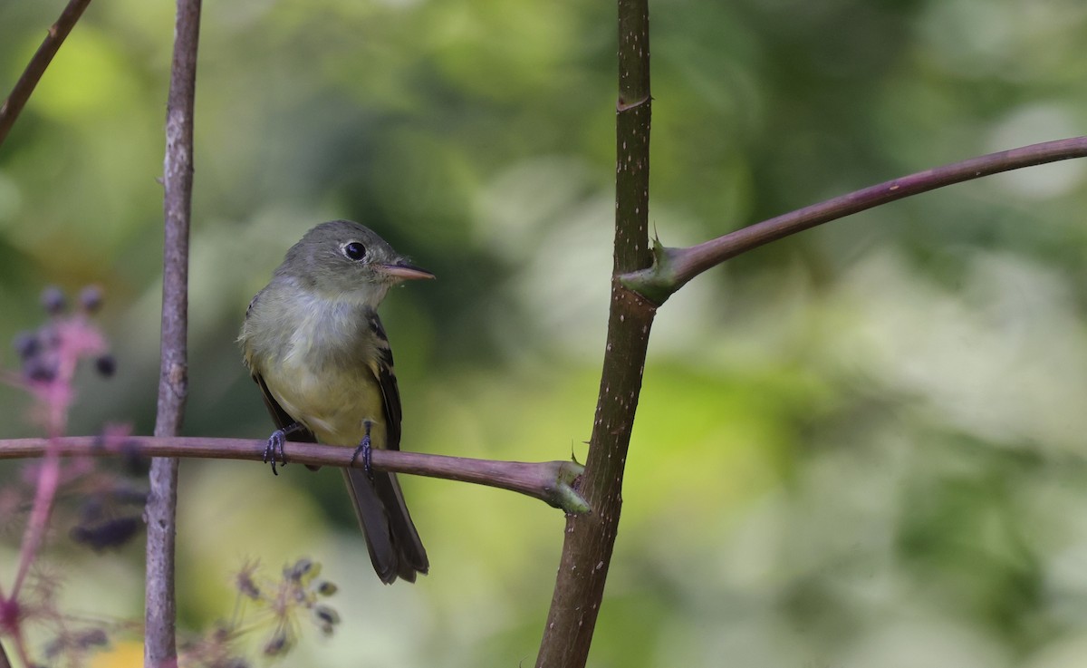 Acadian Flycatcher - ML642187182