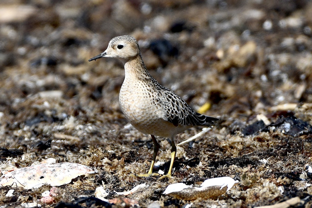 Buff-breasted Sandpiper - ML642187183
