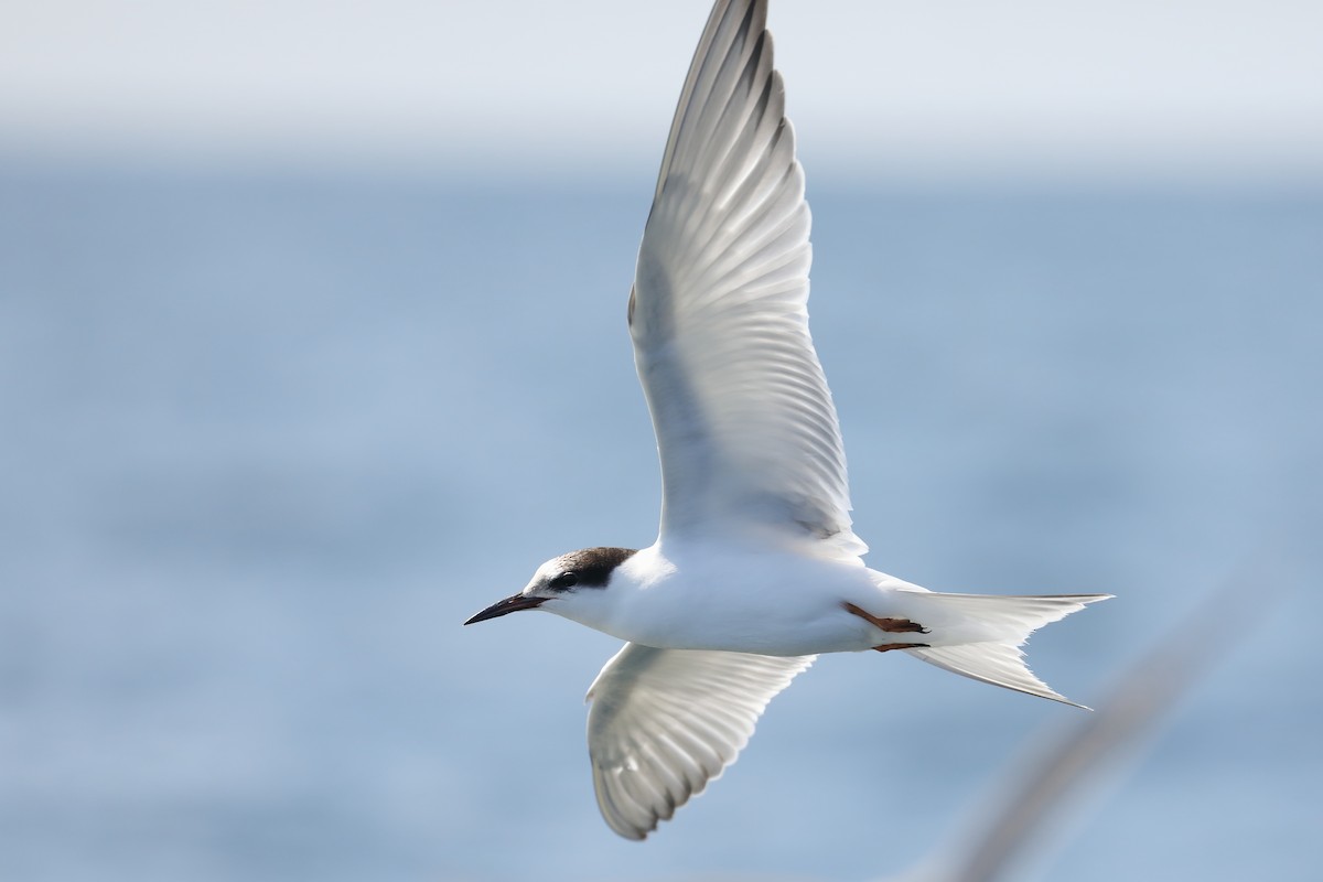 Common Tern - ML642187184