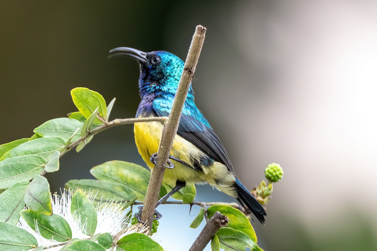 Variable Sunbird - ML642187186