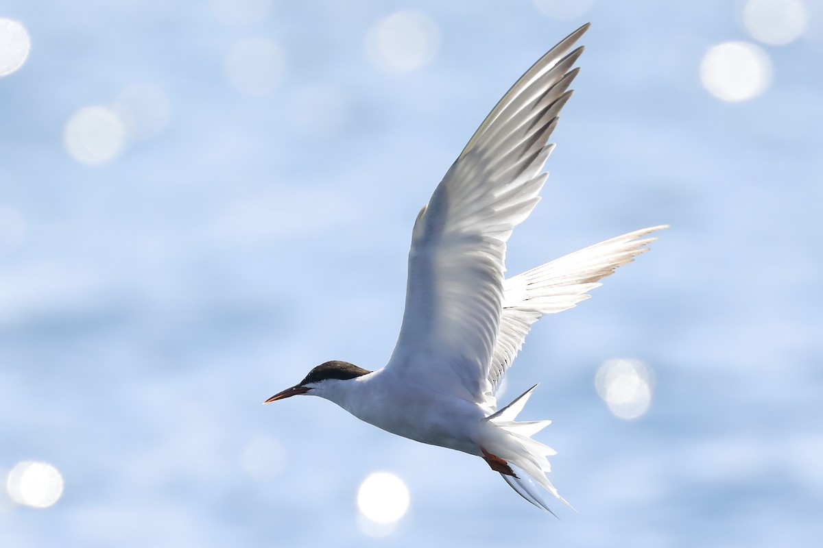 Common Tern - ML642187187