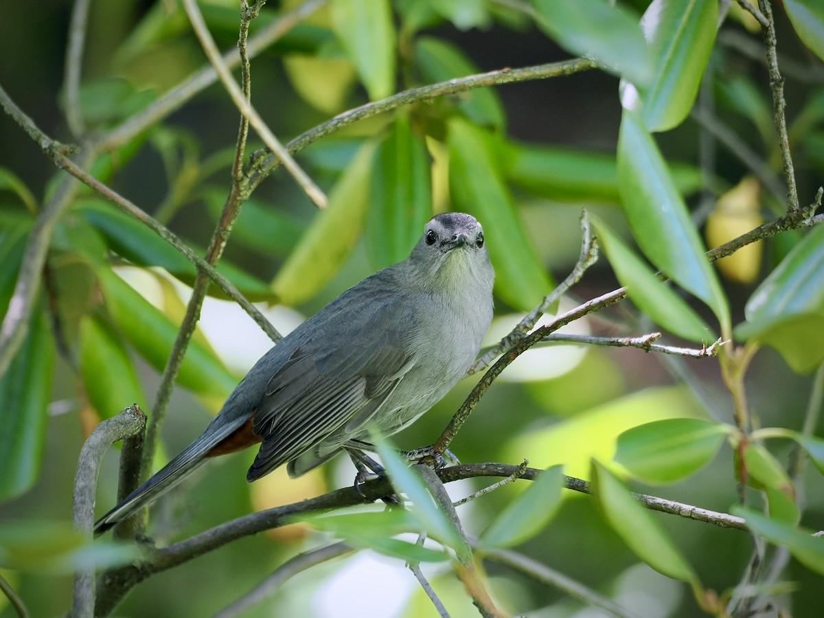 Gray Catbird - ML642187188