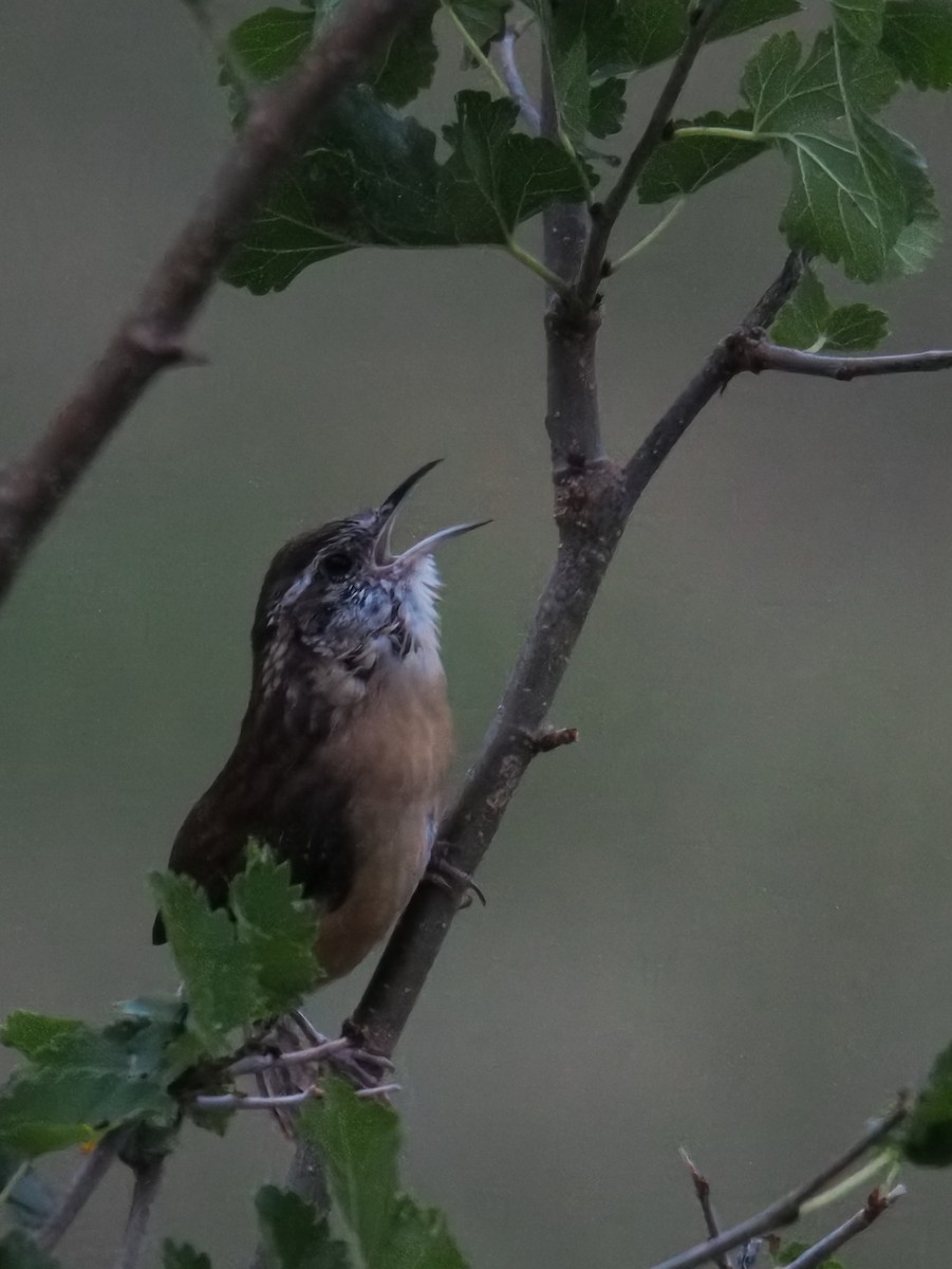 Carolina Wren - ML642187189