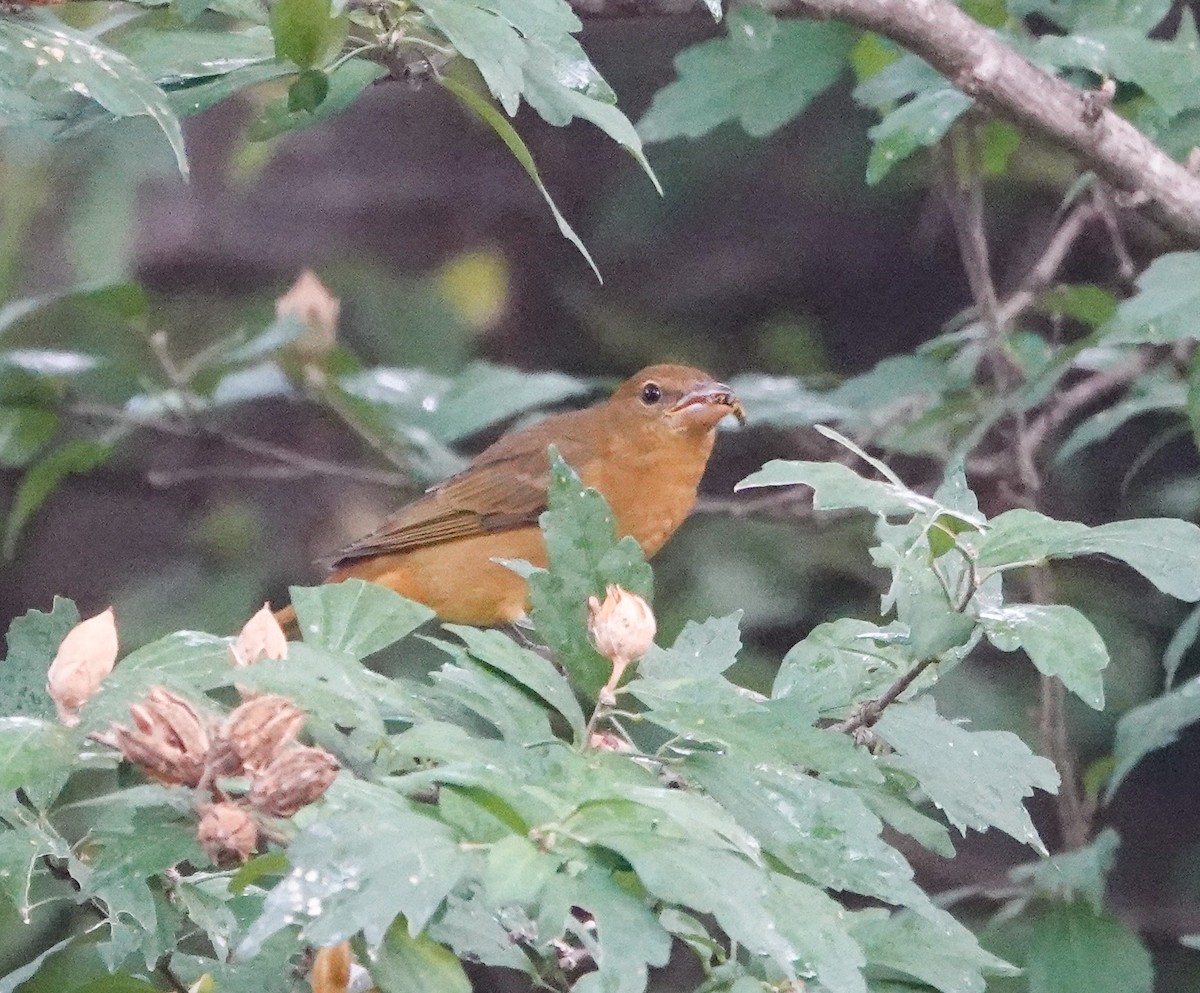 Summer Tanager - ML642187190