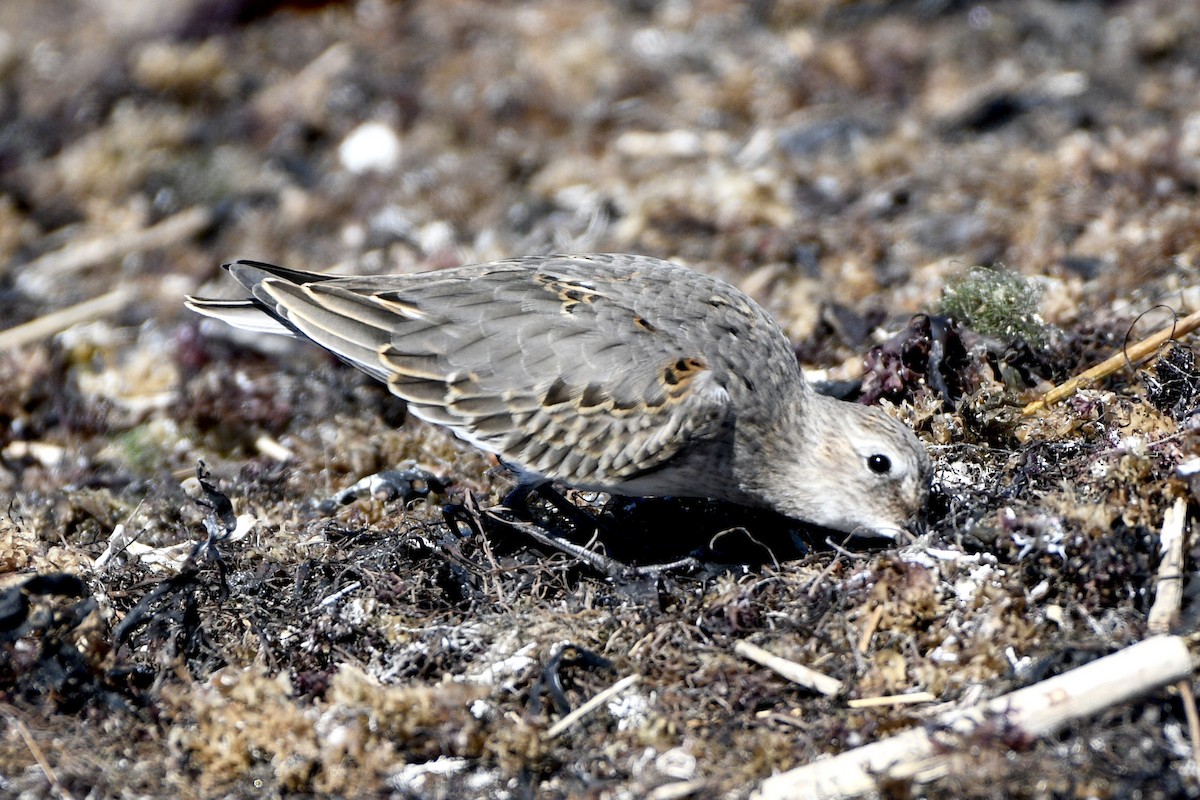 Dunlin - ML642187195