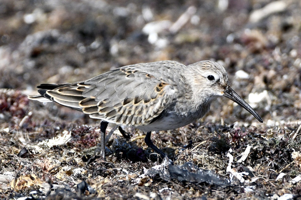 Dunlin - ML642187196