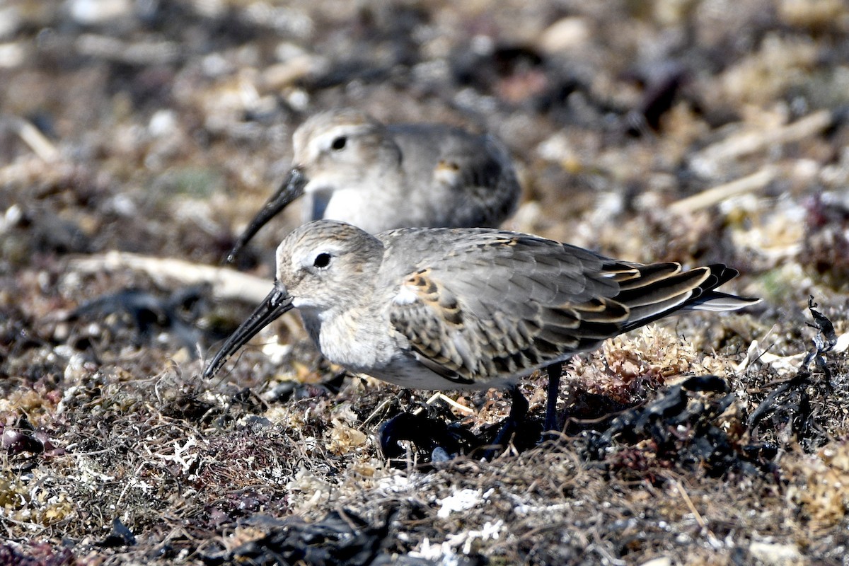Dunlin - ML642187197