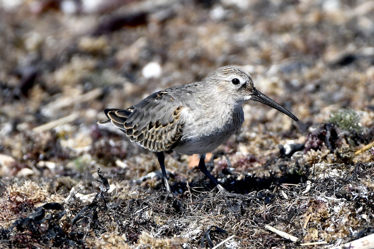 Dunlin - ML642187198