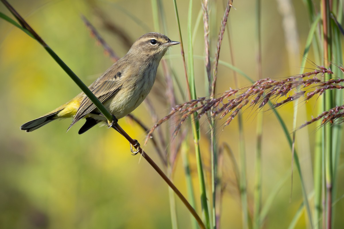 Palm Warbler - ML642187199