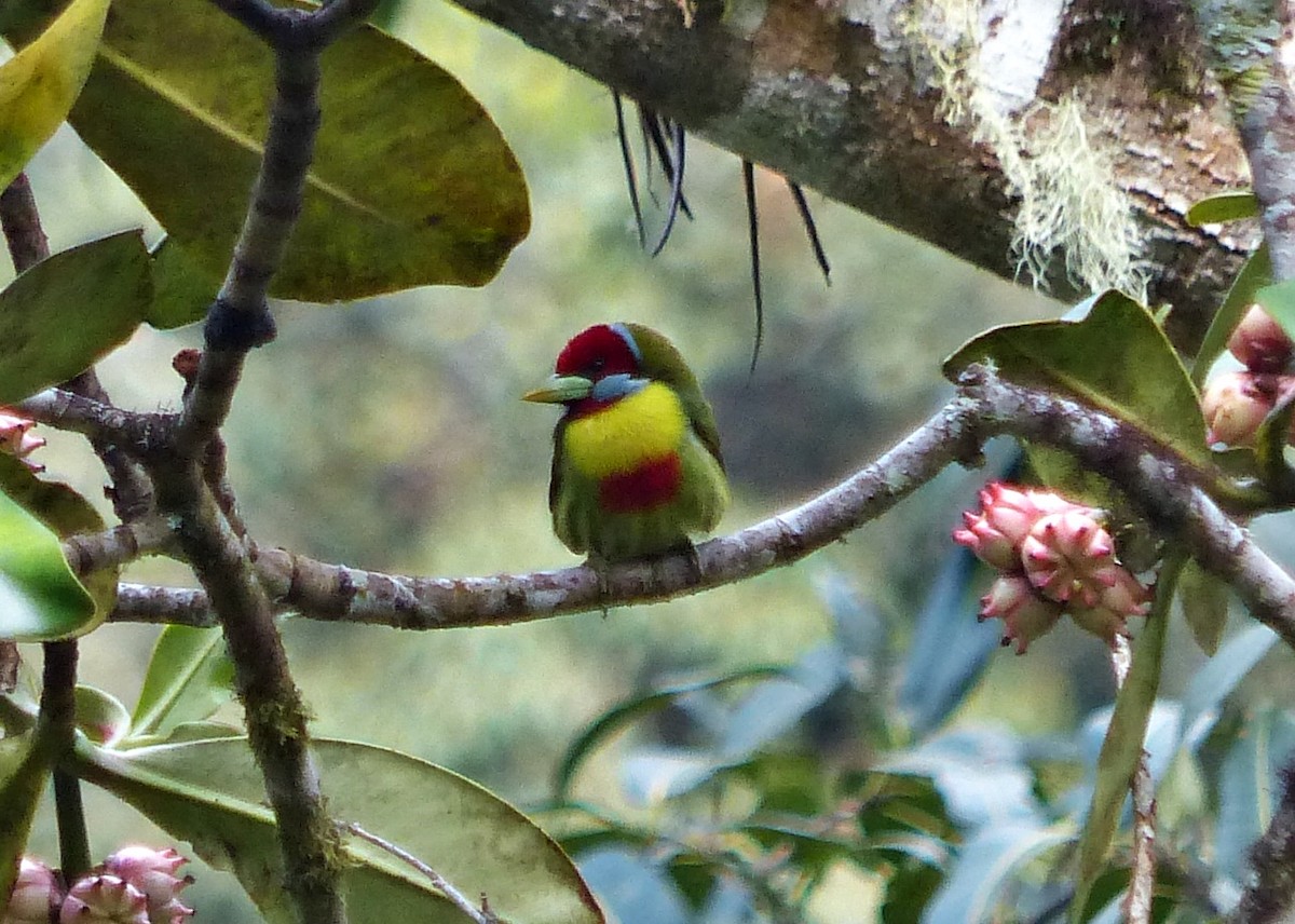 Versicolored Barbet - ML642187200