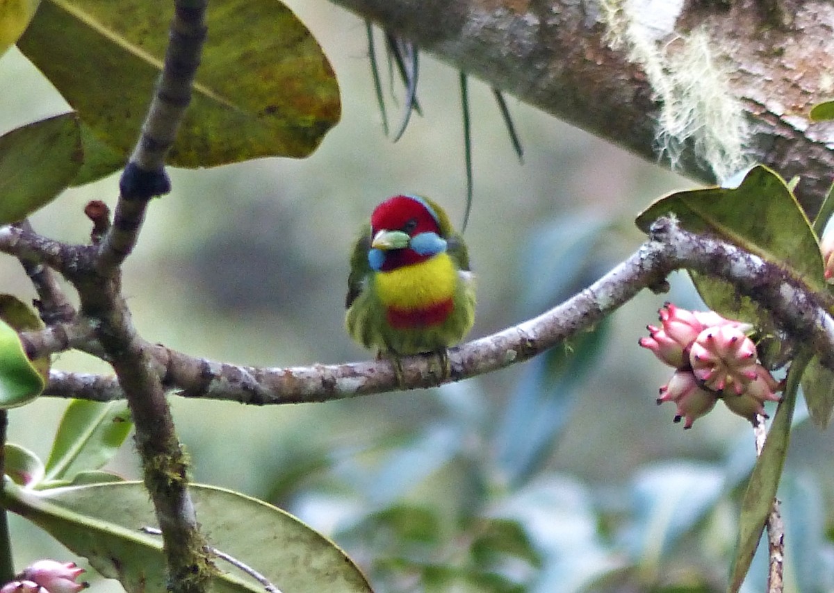 Versicolored Barbet - ML642187201