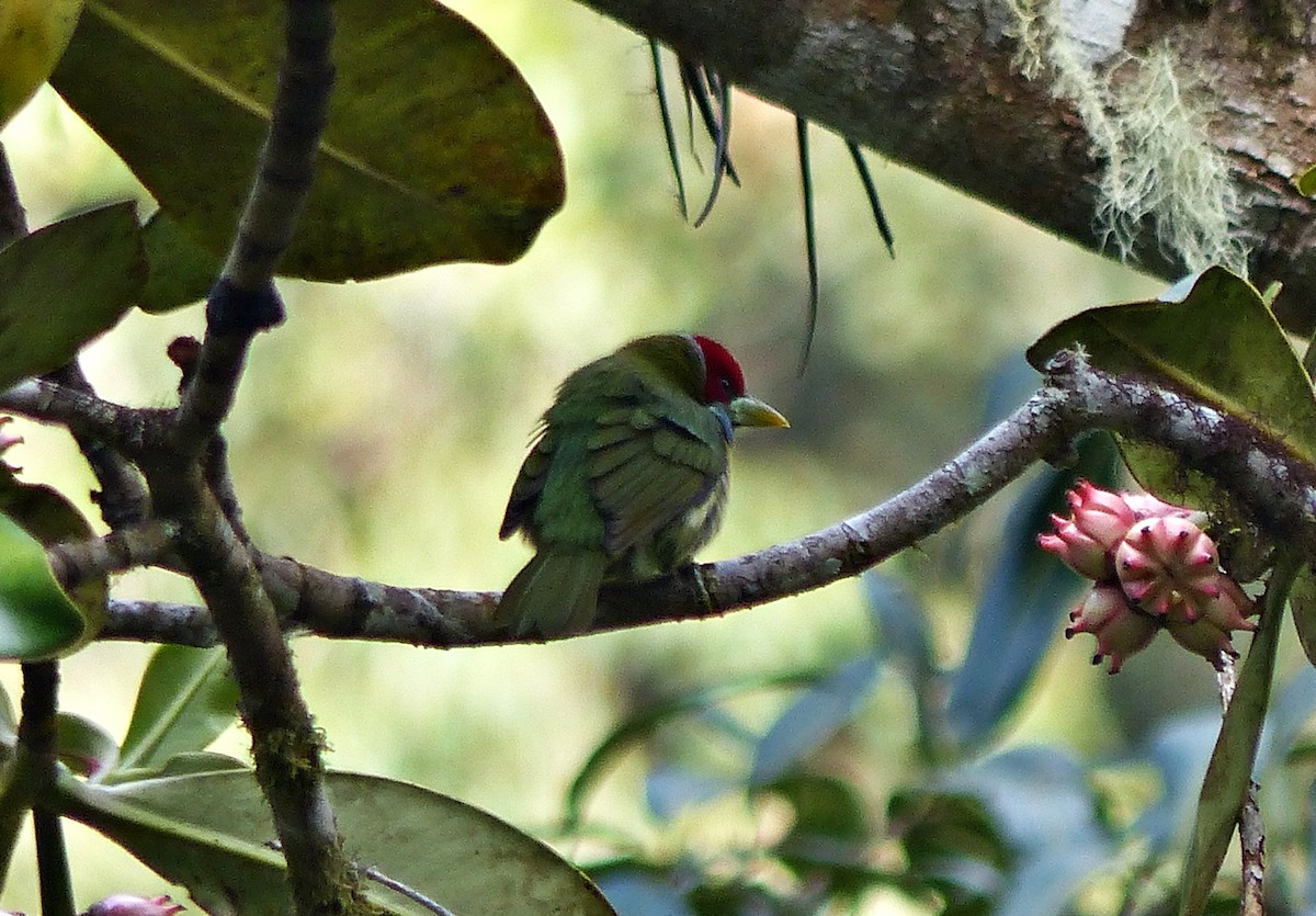 Versicolored Barbet - ML642187202