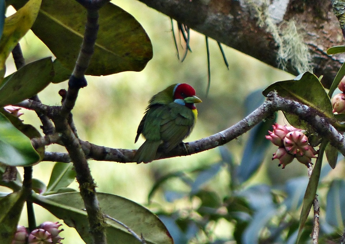 Versicolored Barbet - ML642187203