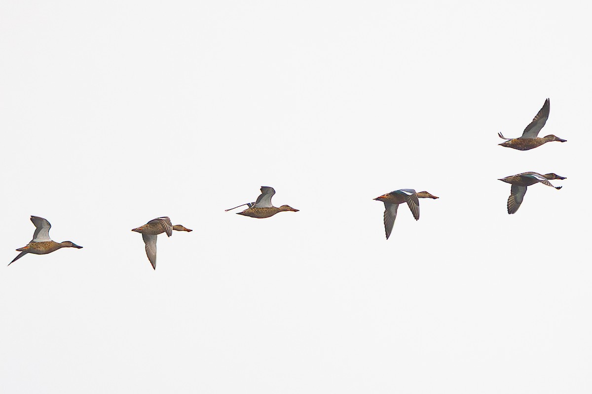 Cinnamon Teal - ML642187204
