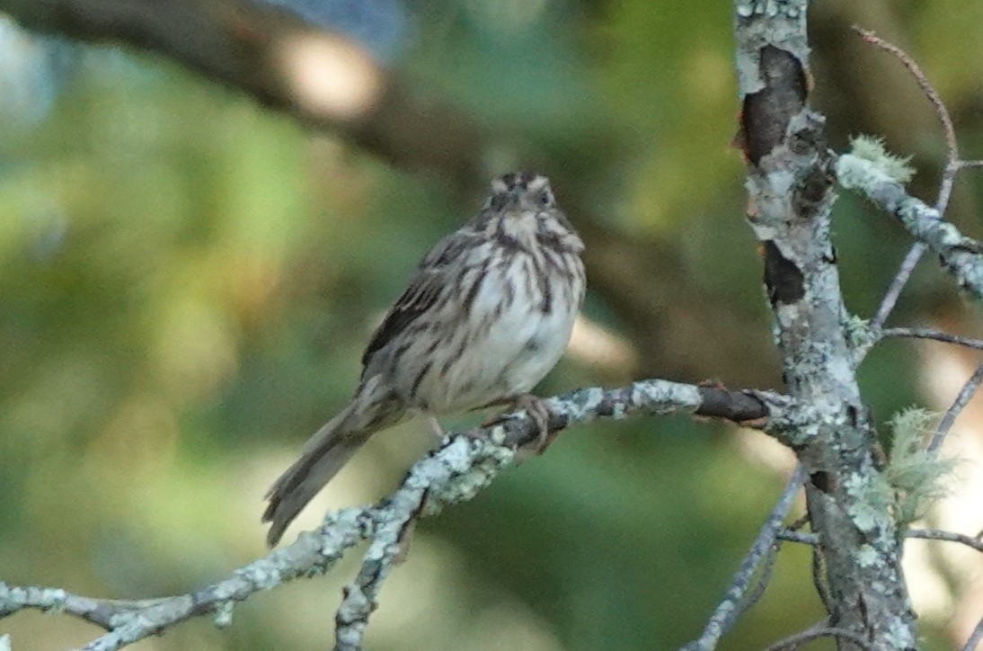 Song Sparrow - ML642187205