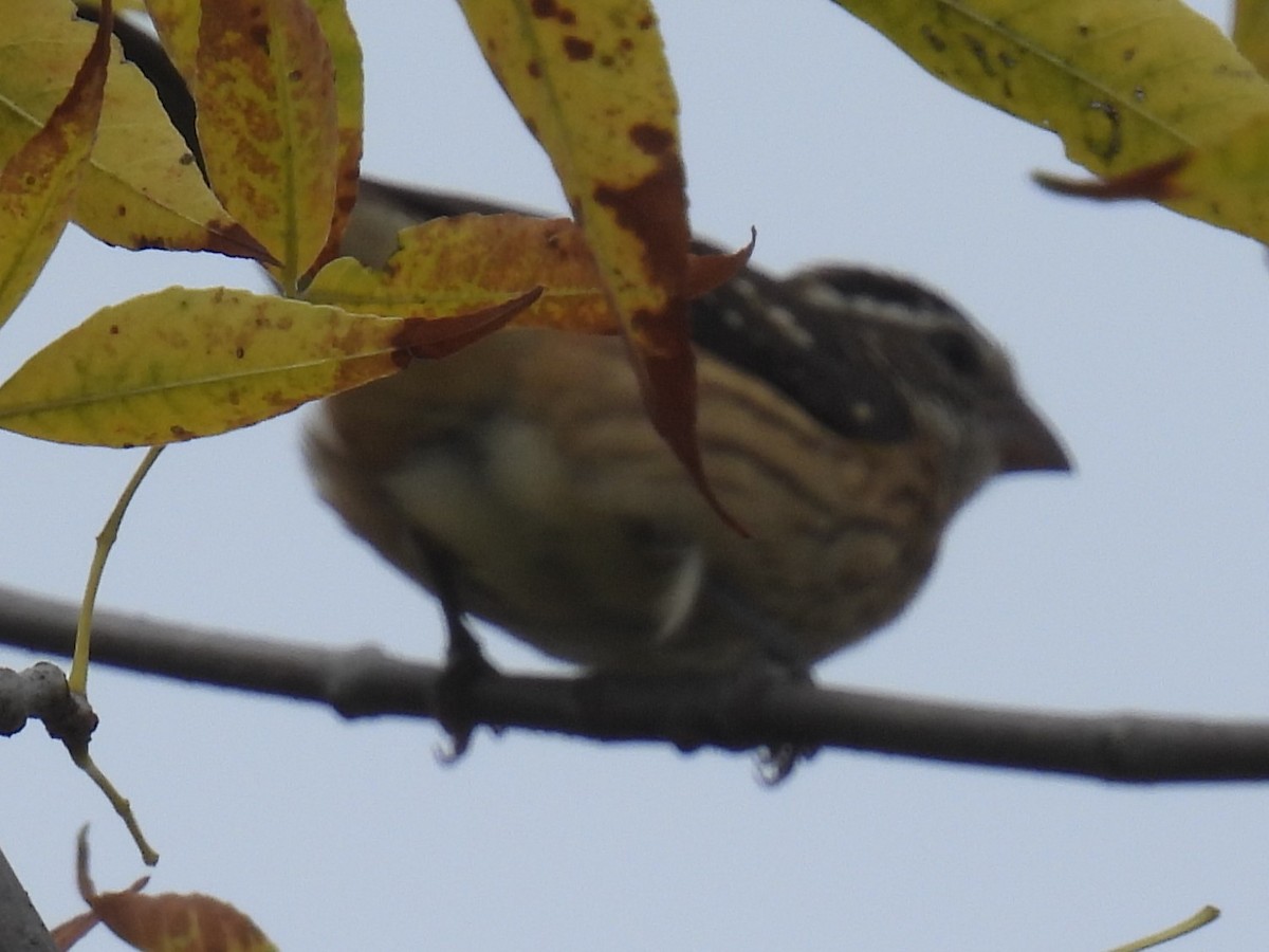 Rose-breasted Grosbeak - ML642187212
