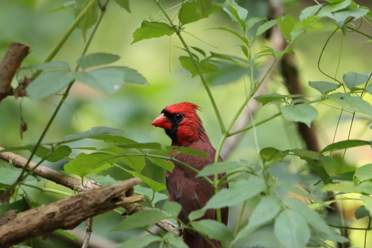 Cardinal rouge - ML642187263