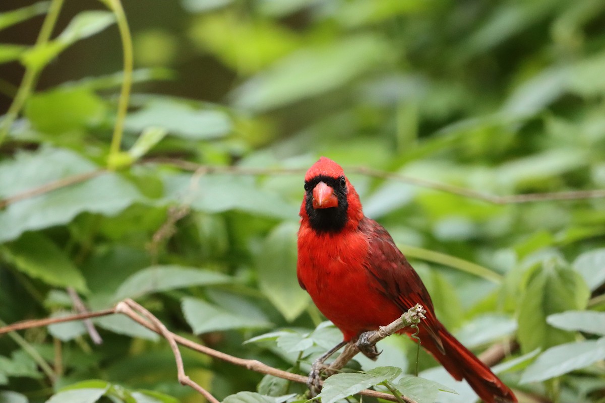Northern Cardinal - ML642187264