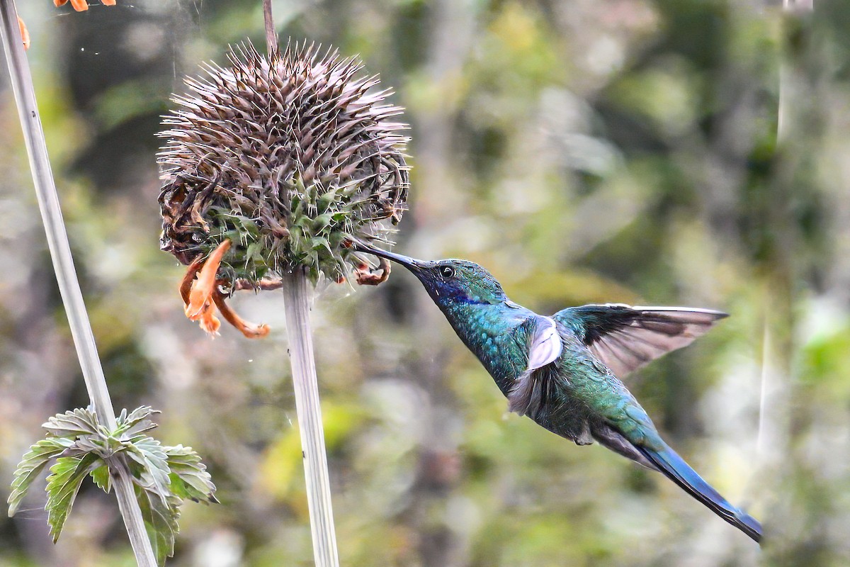 Colibri d'Anaïs - ML642187277