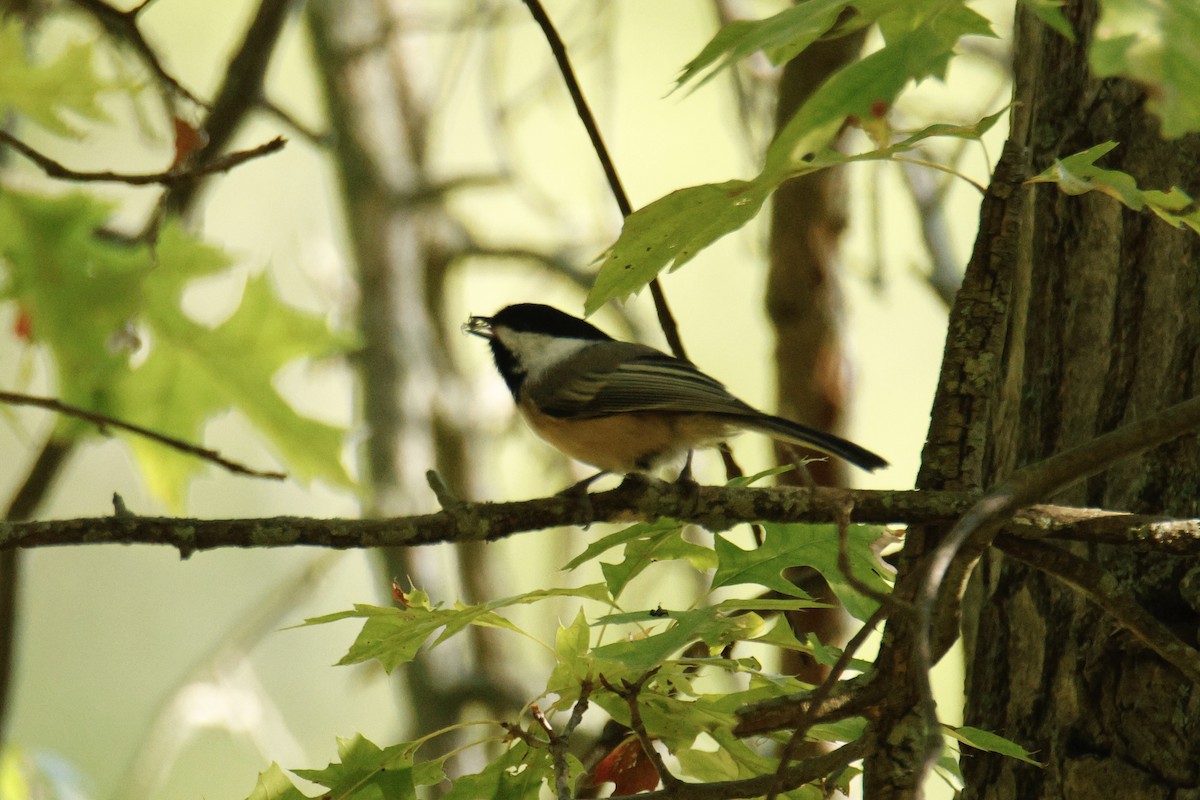 Mésange à tête noire - ML642187282