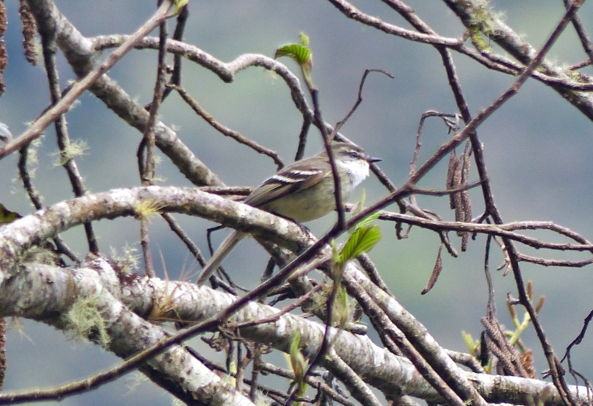 Tyranneau à gorge blanche - ML642187284