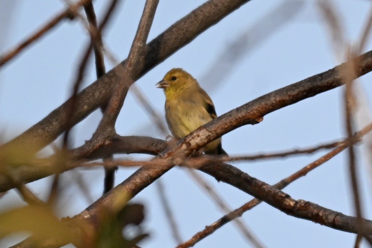 American Goldfinch - ML642187321