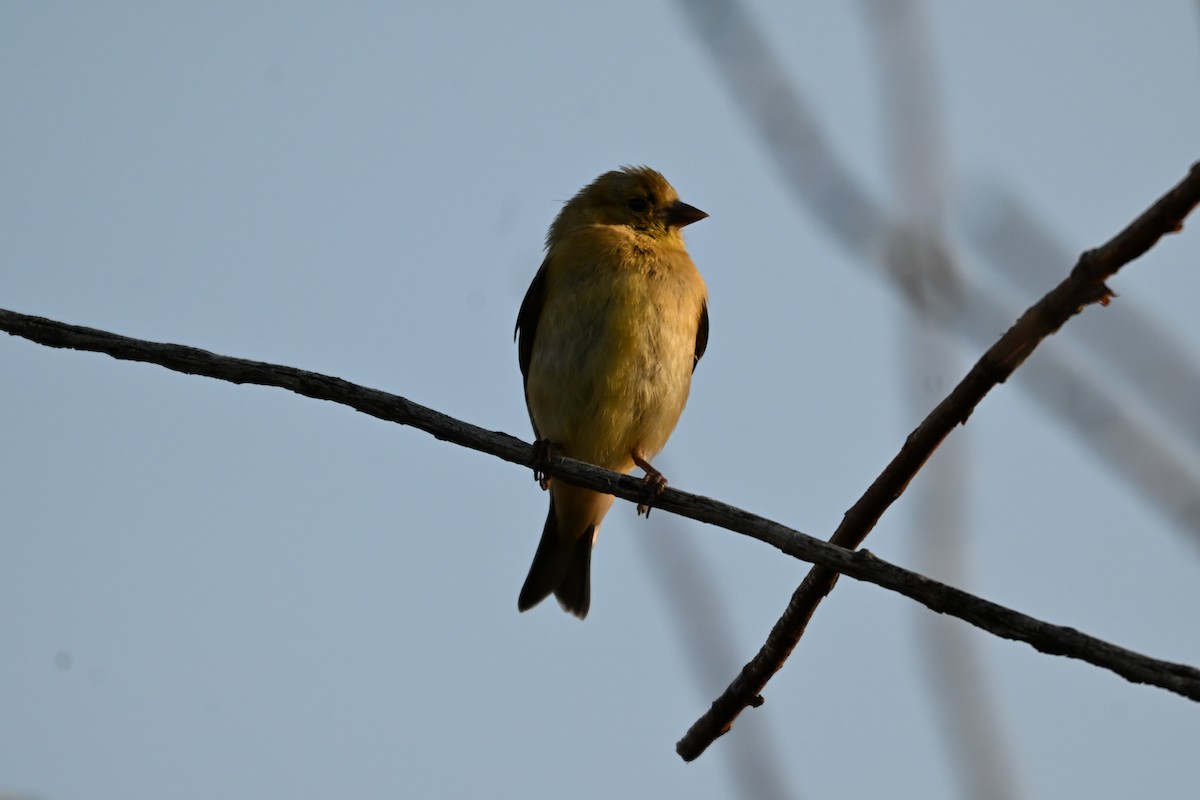 American Goldfinch - ML642187358