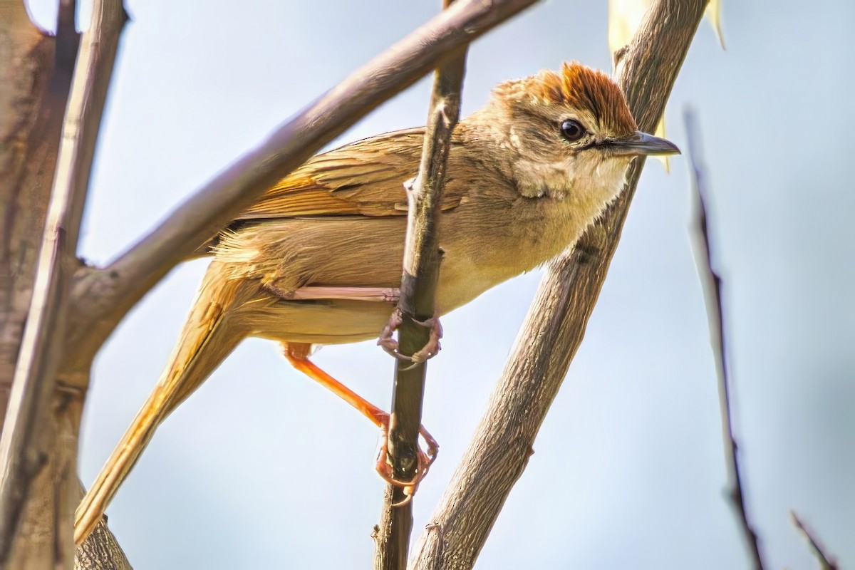 Матата руда - ML642187361